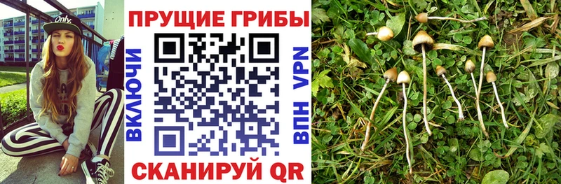дарнет шоп  Череповец  Псилоцибиновые грибы ЛСД 